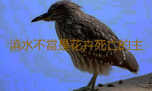 澆水不當是花卉死亡的主要原因 養花要從學澆水開始